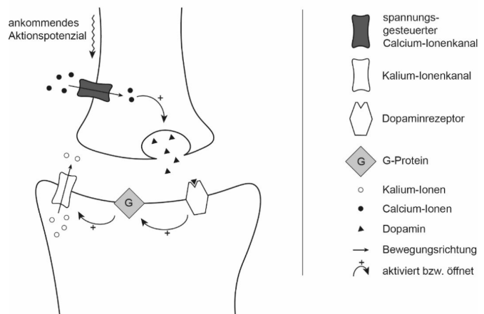 Schematische Darstellung einer Dopamin-Synapse mit calcium-gesteuertem Vesikelausstoß, Dopaminrezeptor und G-Protein-aktivierter Kaliumöffnung.